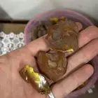 قطع كهرمان الماني حر