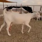 جفرة بيشية