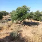 أشجار زيتون للبيع معمر وغير معمر