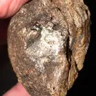 العنبر الاشهب النادر