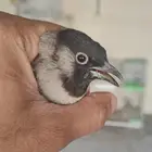 للبيع بلبل مكس سوري حساوي