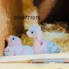 طيور حب منتجة تحتها فروخ