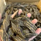 عود كمبودي تايقر الأصلي الفاخر بسعر الجملة