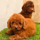 متوفر ميني توي بودل وبومرينيم