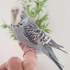 بادجي اليف تربية ( تم البيع )