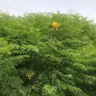 مشاتل الجموم لبيع جميع الشتلات الزراعية جملة الجملة