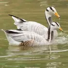 وز بار هيد