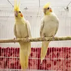 زوج كروان اصفر (( تم البيع ))