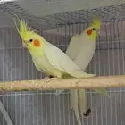 زوج كروان لاتينو عيون حمر منتج (( تم البيع ))