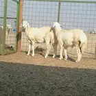 ذبائح ومراح بن عطيه