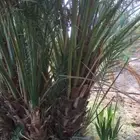 فروخ خلاص ومنيفي للبيع