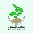 شتلات السلطان - تبدأ من 1.50 ريال .