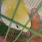 كويكر أليف وعنده أصوات جميله عيون حمراء لاتينو