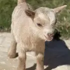 جوز ماعز قزم اصلي صغير يرضع