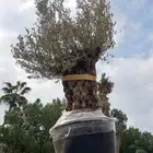 اشجار زيتون . ديكور . لاندسكيب
