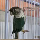 ذكور بلو شيك تركواز محلله عمر سنه و شهرين تقريبا