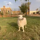 معزاء اقزام معزاء الماعز القزم ماما معزاء ماعز قزم ازواج جوز