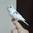 طير بادجي اليف (تم البيع )