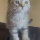 للتبني هجين سكوتش