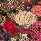 ورود بالجملة