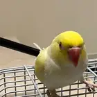 درة اينو جامبو ذكر اليف ( حمامة )