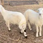 خروفين للبيع