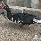 ذكور بط مصري