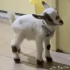 ماعز قزمي