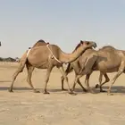 صفرا بكر على جميع الشروط