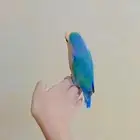 طير روز لبيع