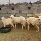 رخال حريه
