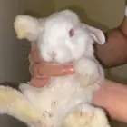 ارنب البينو