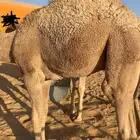 حشو قصب