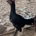 دجاجه سنديه للبيع