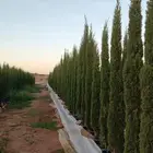 سرو إيطالي درجه اولا