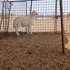 مشروع فحل .تم البيع
