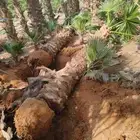 نخل واشنطني مترين ثلاثه متر اربعه متر نخيل عربي مثمر منوع