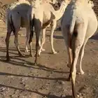 قعودين وبكره للبيع