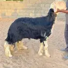 فحل نجدي