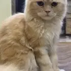 قطتان ذكر وانثى شيرازي للتبني