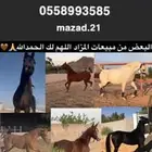 مزاد خيل اكتروني عن طريق الواتس حقق مبيعات واجد الحمدلله