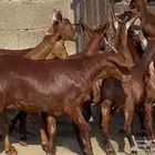 معزا دهم صنف الصنف ماشاء الله تم البيييع