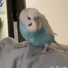 طير مفقود حي عكاظ