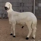 خروف سواكن مرباا ذبيحه العمر 10 شهور