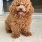 احتاج كلب صغير للتبني