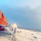 رحول مخصي طوع وهذاوه