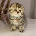 قطط كيتن جميله للبيع