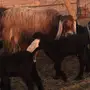 عنز طيبه معها 2