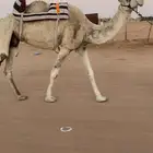 رحول ابل كفو