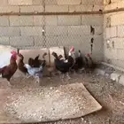 دجاج بلدي بياض